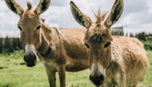 Customs Intercepts 7,000 Smuggled Donkey Penises In Lagos